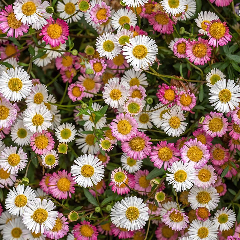 Erigeron 'Stallone'