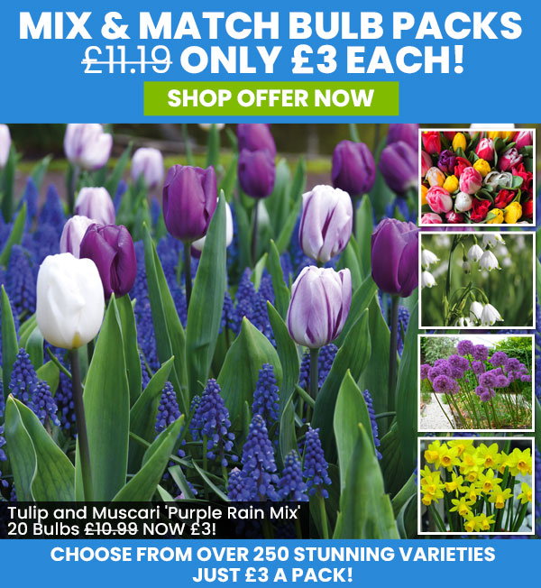 Mix & Match Bulbs