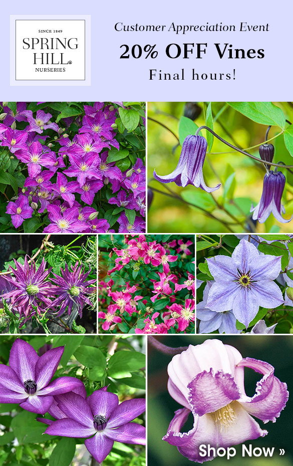 FINAL HOURS: 20% OFF Clematis & Vines
