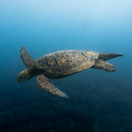 Sea turtle underwater in Hawaii