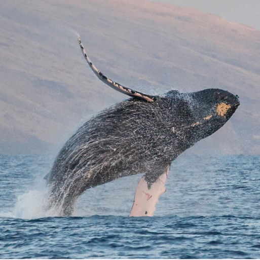 Humpback whale breach in Hawaii