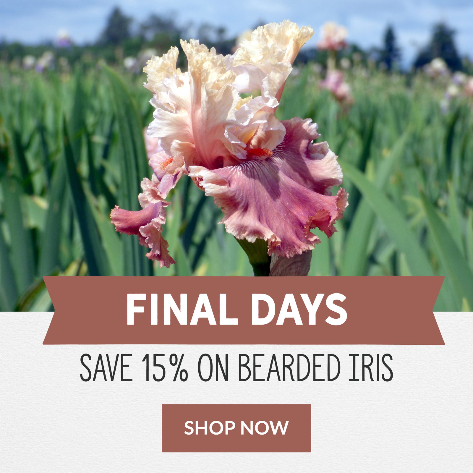 Final Days To Save 15%