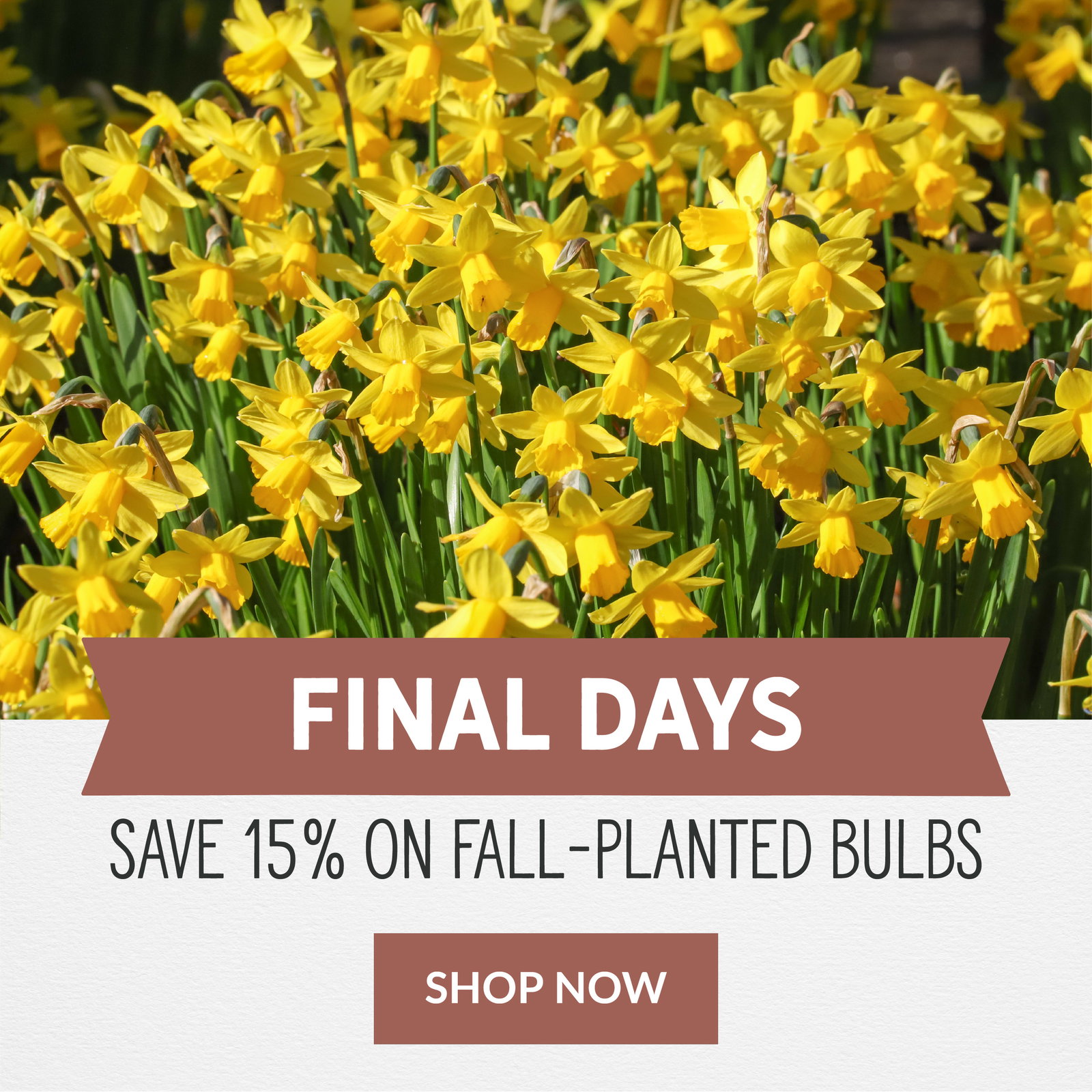 Final Days To Save 15%