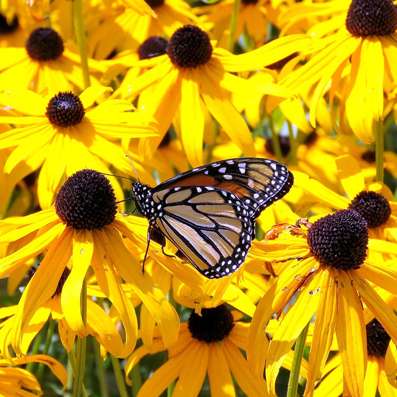 Goldsturm Black Eyed Susan