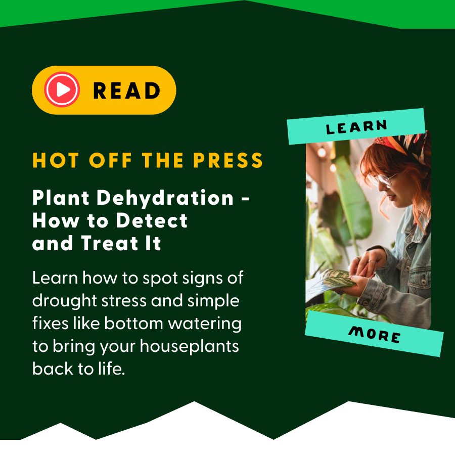 New blog alert! Plant Dehydration