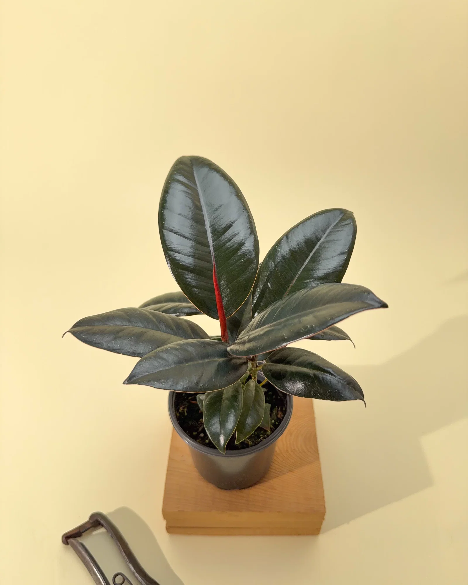 Image of 4
