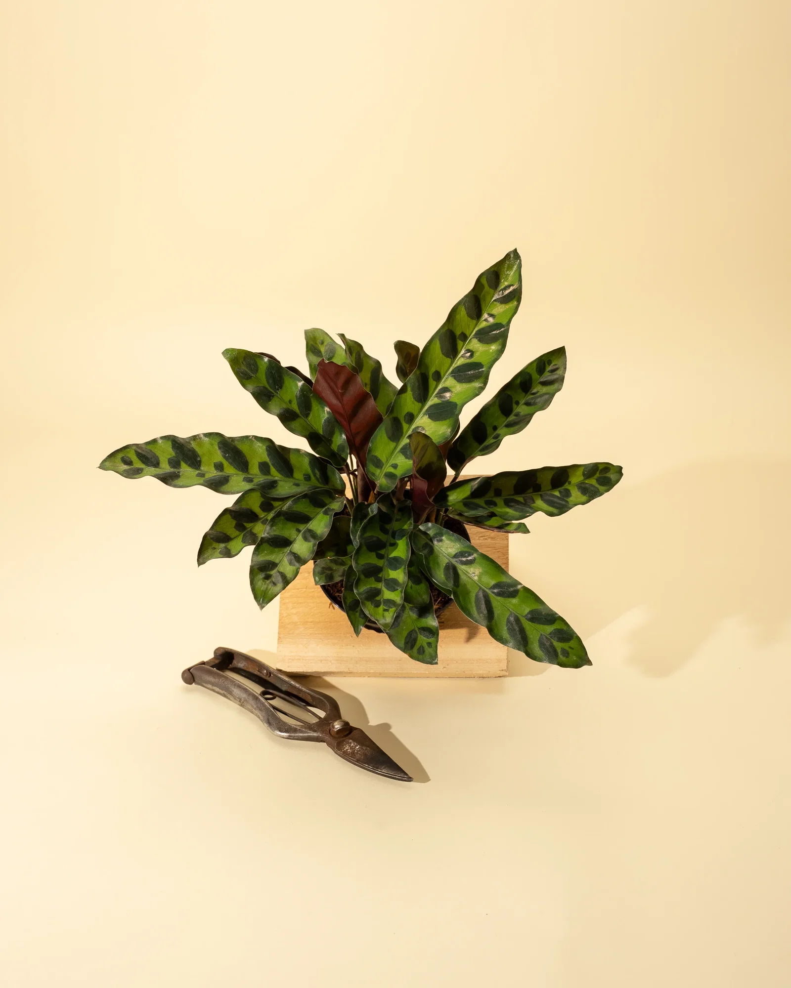 Image of 4