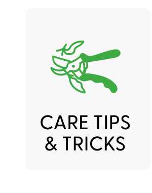Care Tips & Tricks