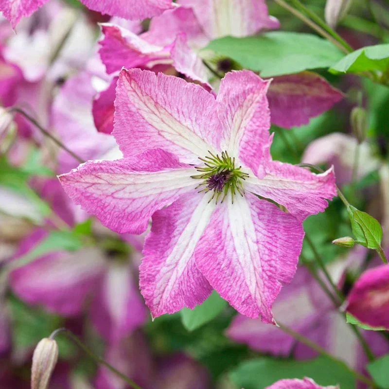 Clematis I Am™ Happy