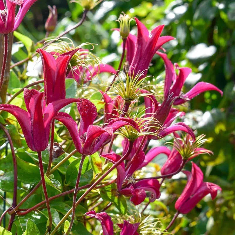 Clematis Gravetye Beauty
                  