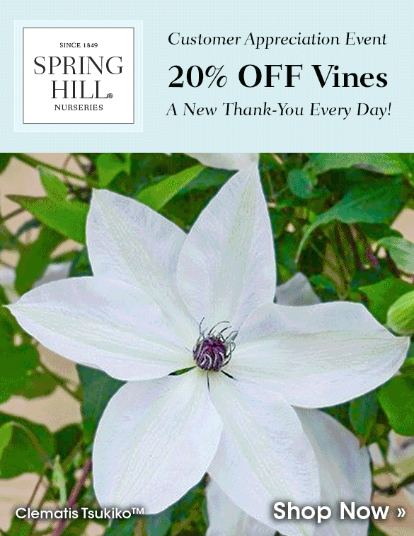 Clematis & Other Flowering Vines
