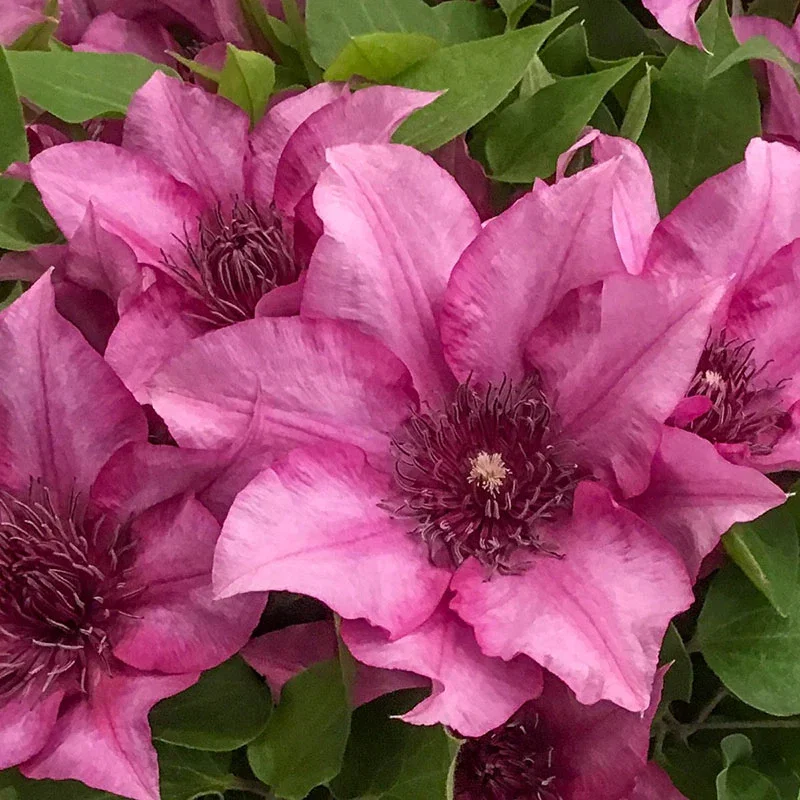 Clematis Elodi