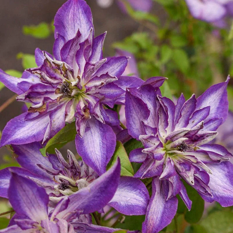 Clematis Astra Nova
