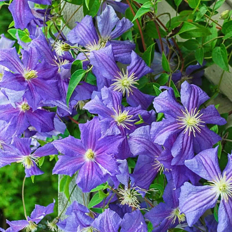 Clematis Perle d'Azur

