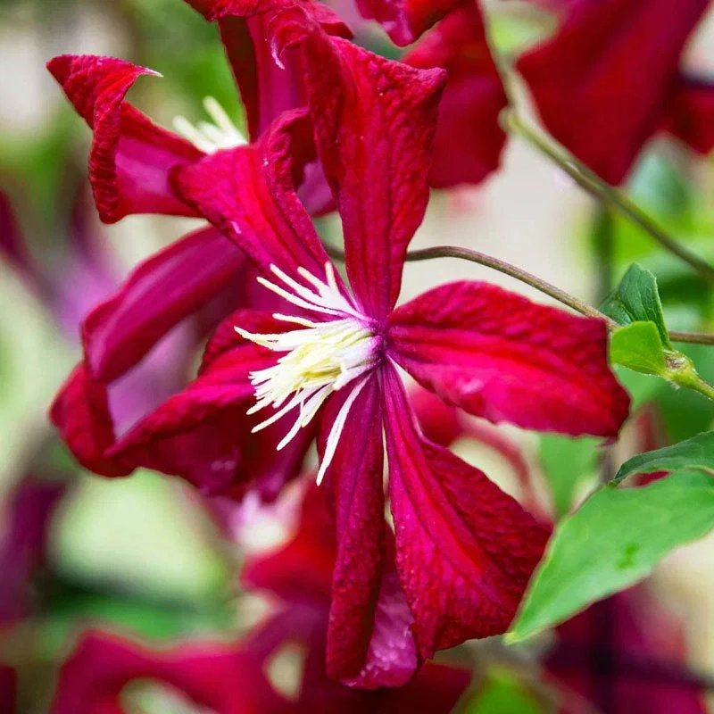 Clematis Madame Julia Correvon
