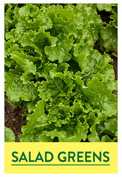Salad Green Seeds and Plants