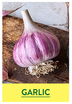 Garlic Bulbs