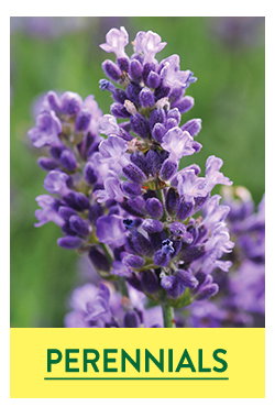 Fall Perennials