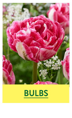 Flower Bulbs