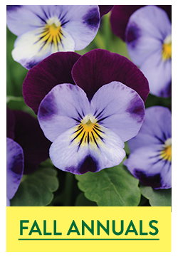 Fall Planted Annuals