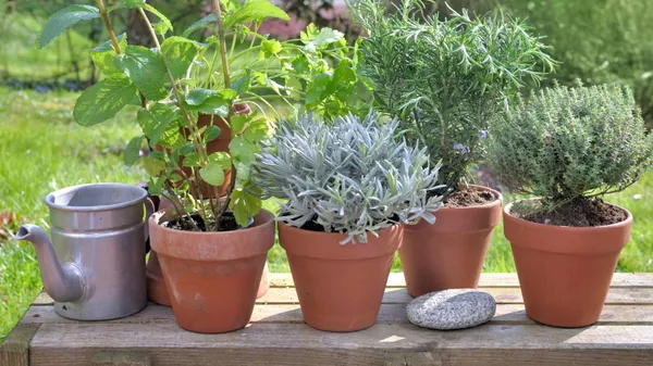 Memory: les herbes aromatiques