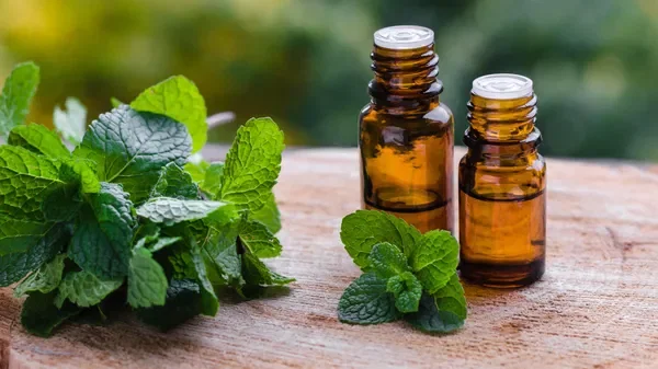 Les plantes qui aident à mieux supporter la chaleur