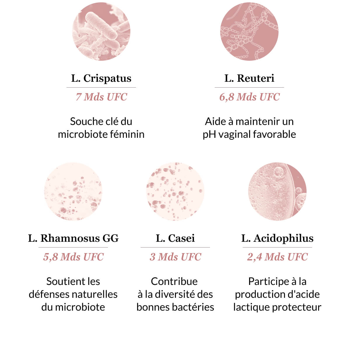 L. Crispatus 7 Mds UFC Souche clé du microbiote féminin L. Reuteri 6,8 Mds UFC Aide à maintenir un pH vaginal favorable L. Rhamnosus GG 5,8 Mds UFC Soutient les défenses naturelles du microbiote L. Casei 3 Mds UFC Contribue  à la diversité des bonnes bactéries L. Acidophilus 2,4 Mds UFC Participe à la production d'acide lactique protecteur