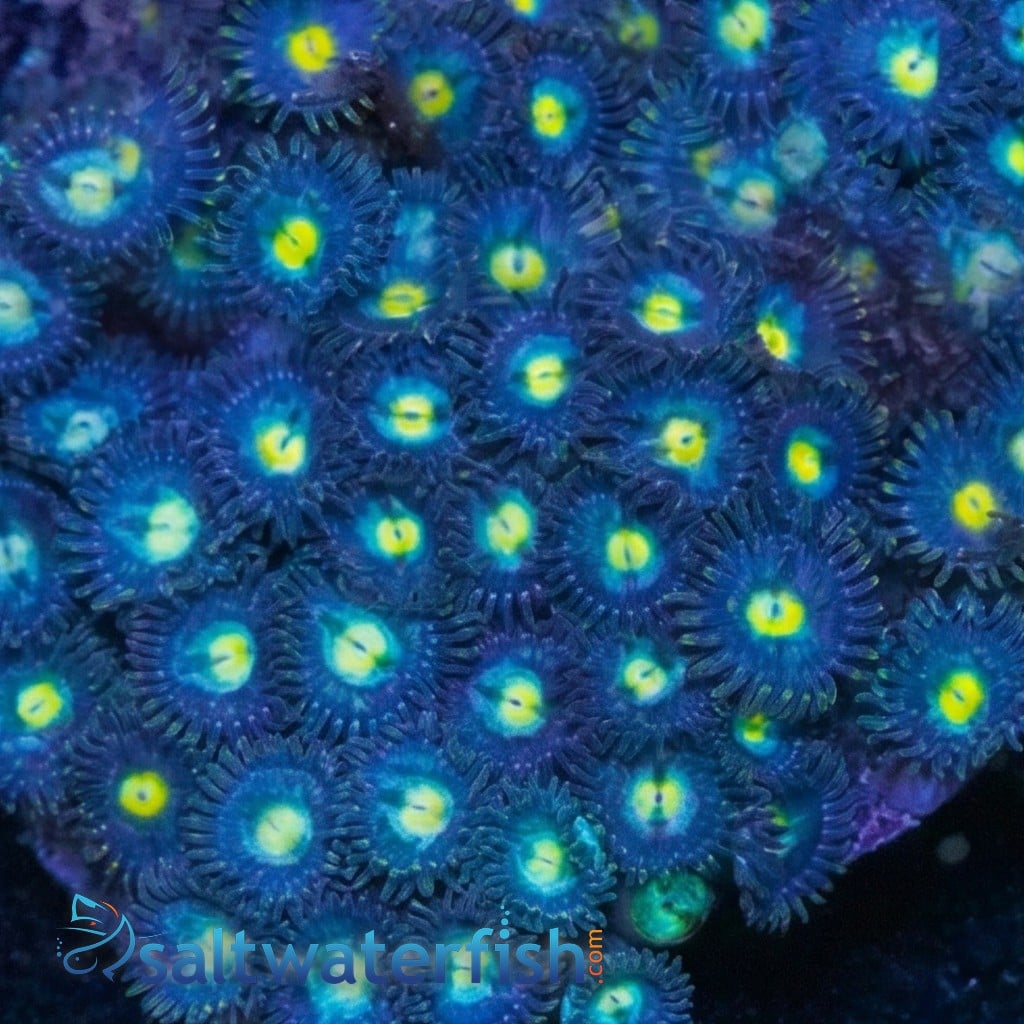 Blue/Green Zoanthid - Pacific