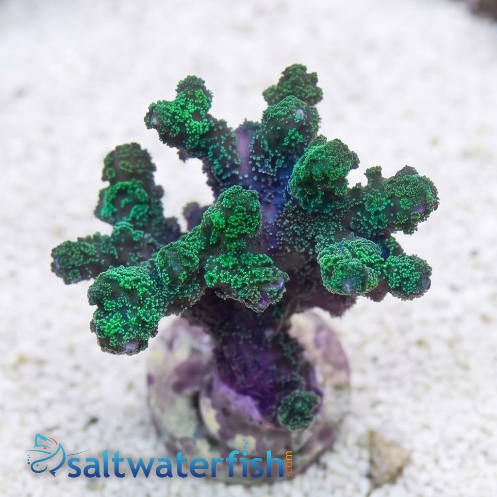 Birdsnest: Green - Aquacultured