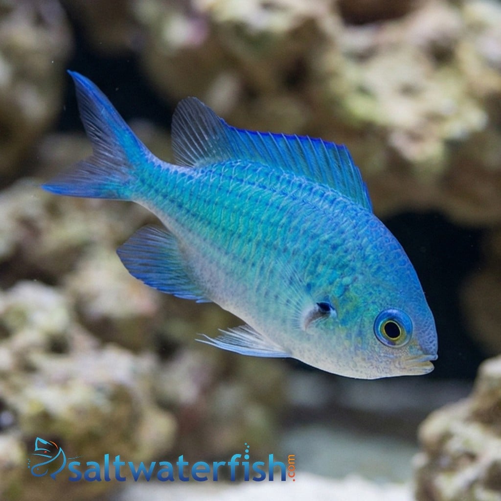 Green Chromis