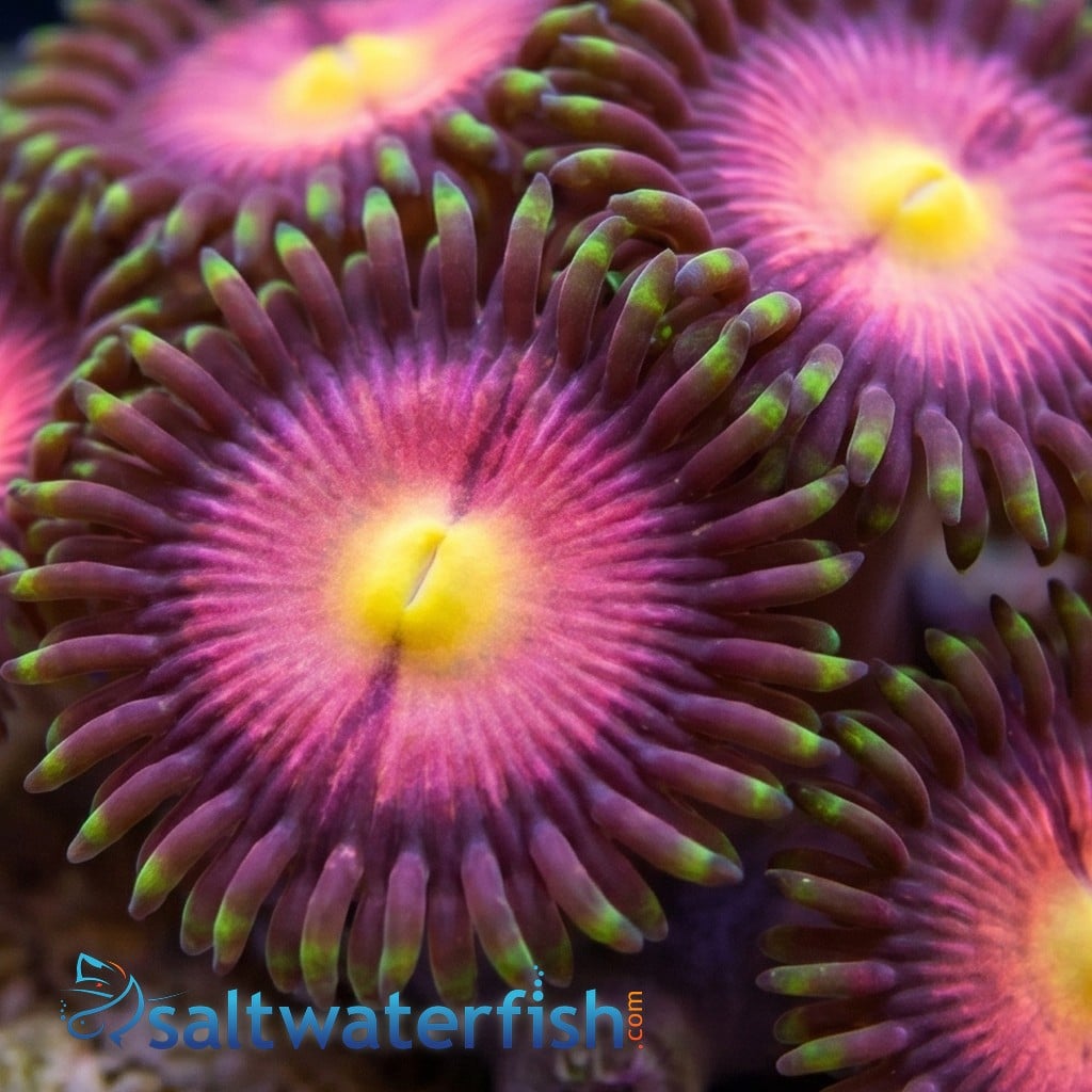 Zoanthid Lucky Kentucky - Aquacultured