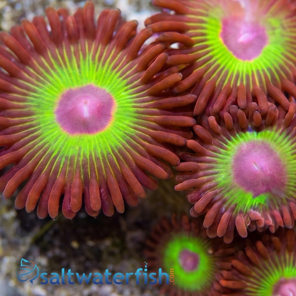 Zoanthid Bob Marley Aquacultured
