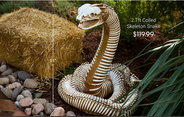 3ft Coiled Skeleton Snake