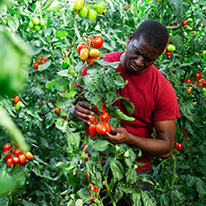 Horticultural Diploma Course image