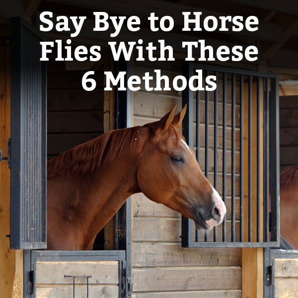 Say Bye to Horse Flies With These 6 Methods - Learn More