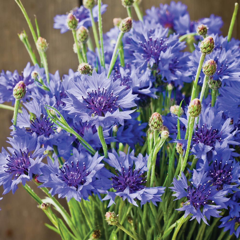 Cornflower 'Blue Diadem' 