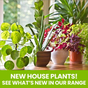 New House Plants 