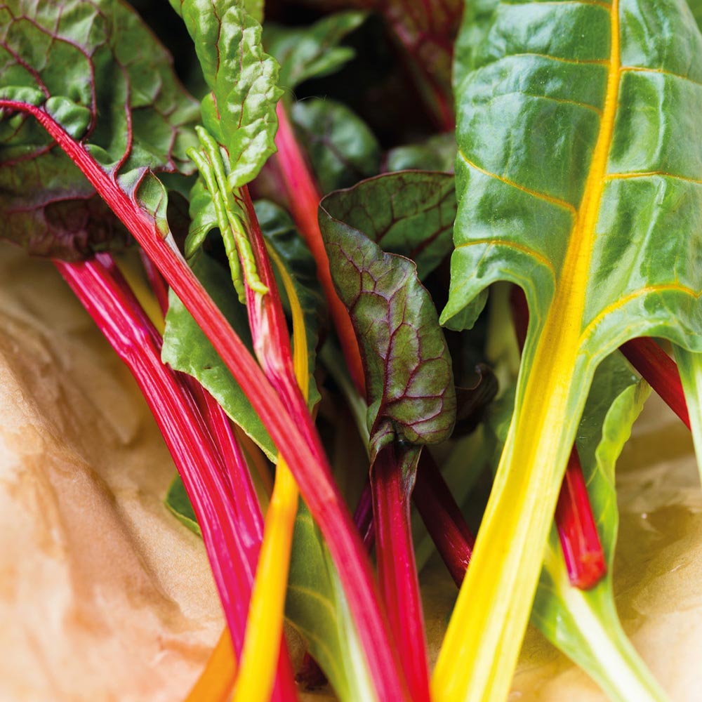 Swiss Chard  'Bright Lights'