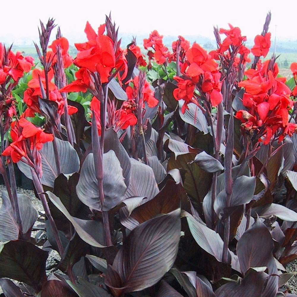 Canna 'Tropicanna' Black Velvet - Large Plants
