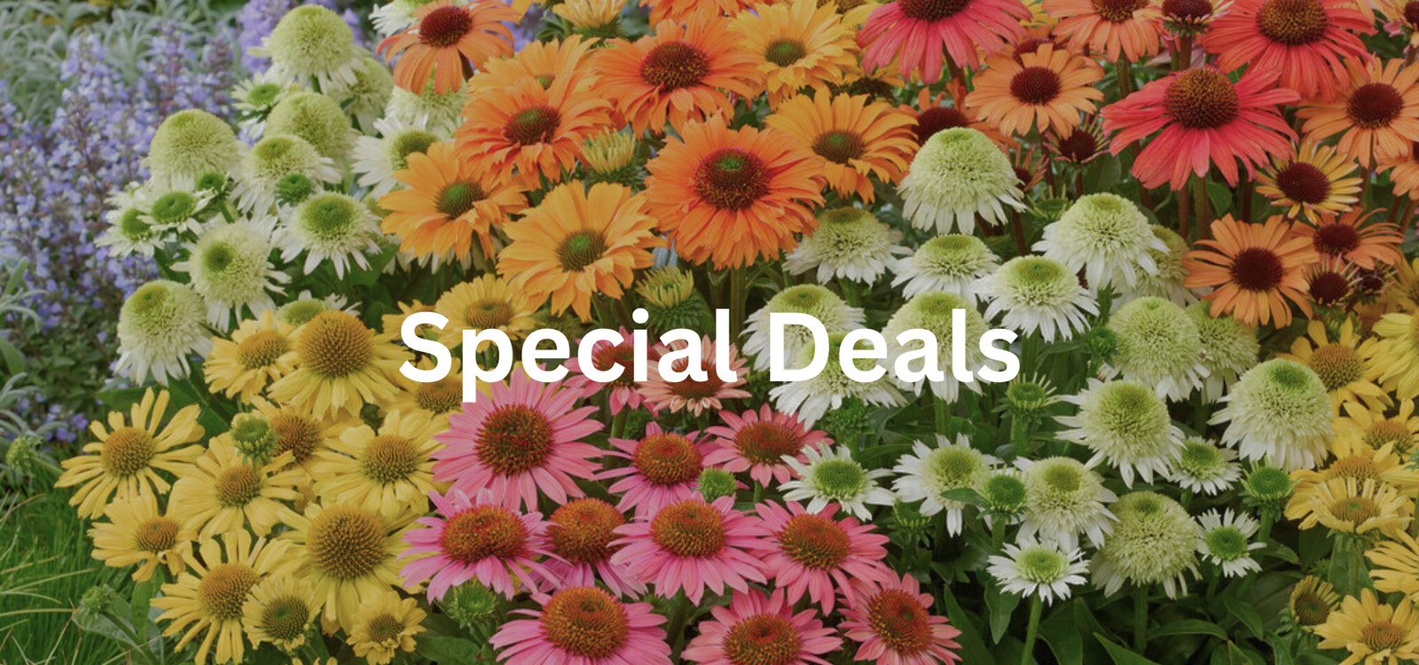 Special Deals
