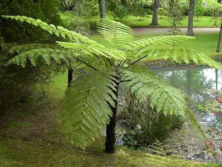 Cyathea Highland Lace - Australian Tree Fern