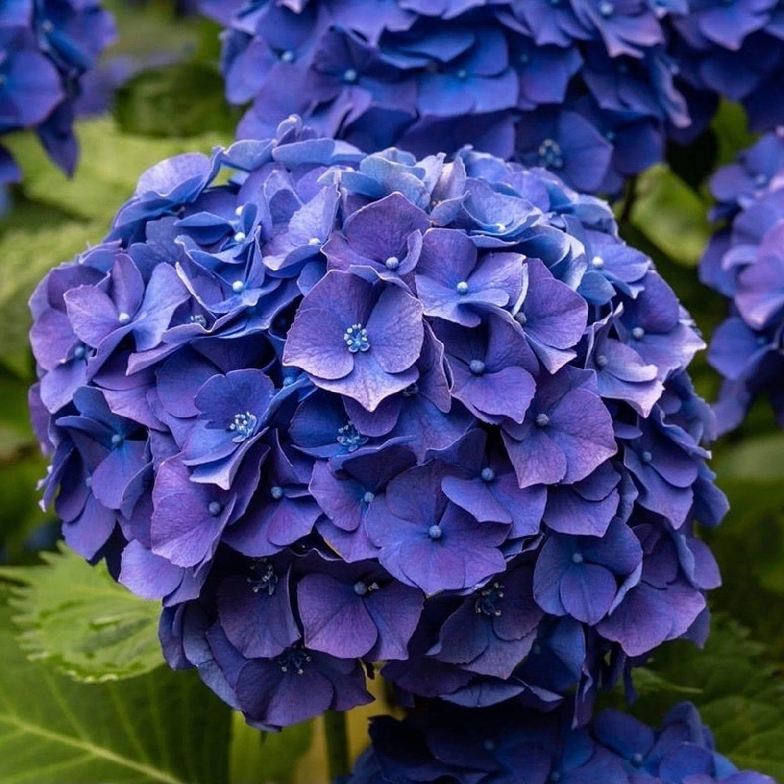 ‘Pimpernel’ - XXXL Mophead Hydrangea
