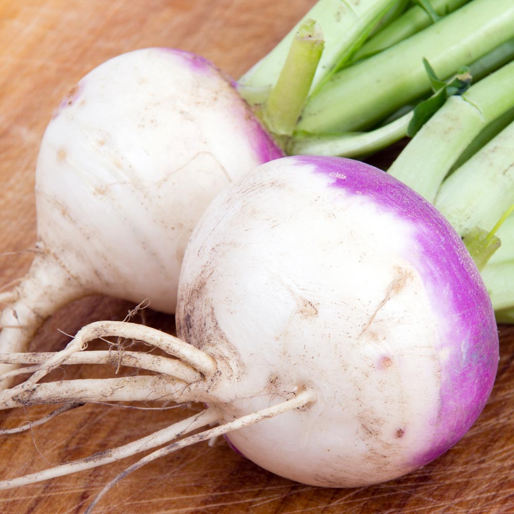 Turnip 'Armand'