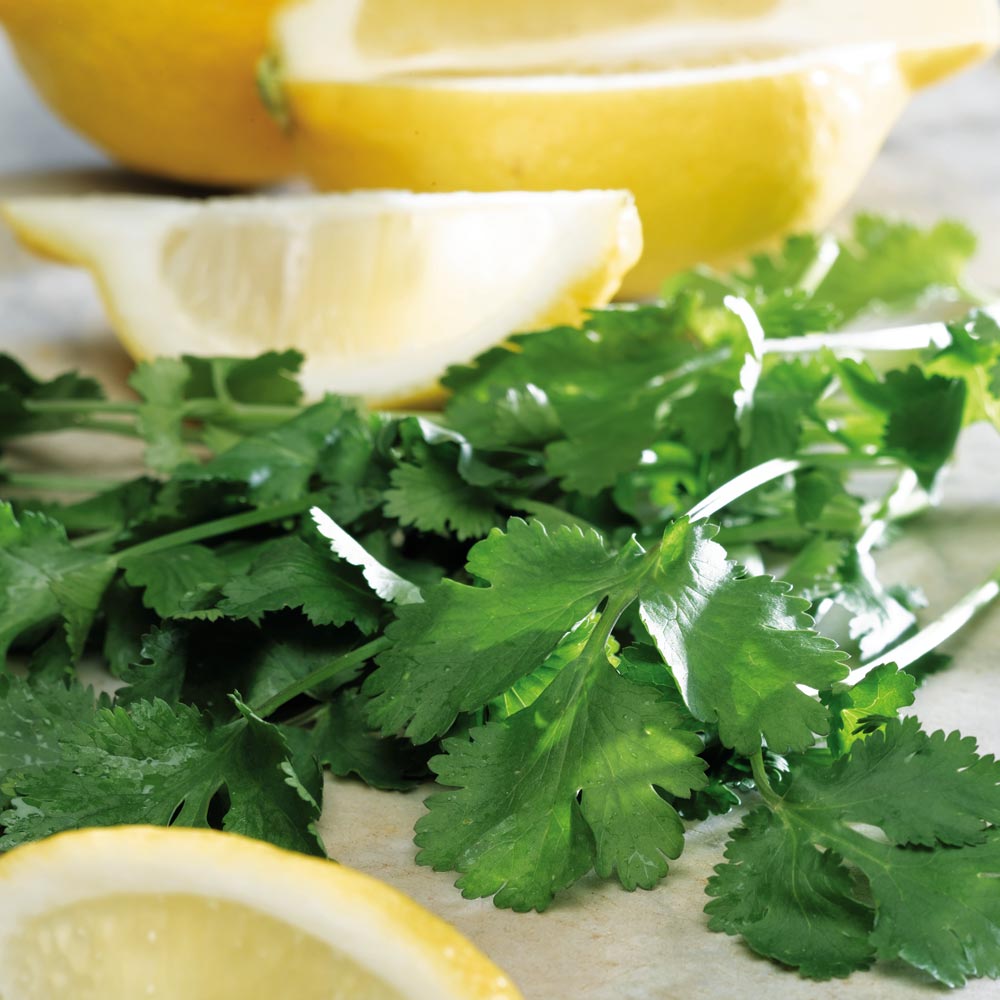Lemon Coriander