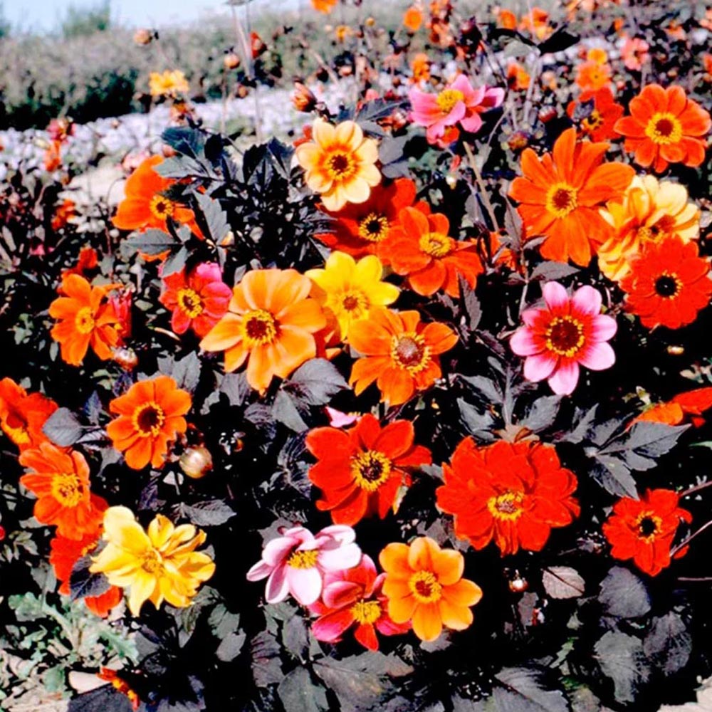 Dahlia 'Dobies Bright Eyes Mix'