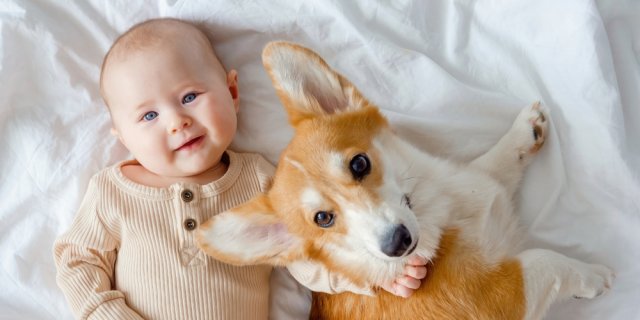 ces races de chien à éviter avec bébé