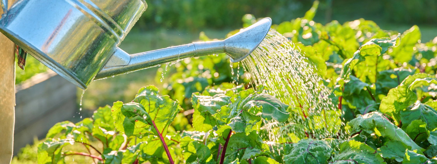 Warm weer? Tijd om je tuin extra te verwennen!