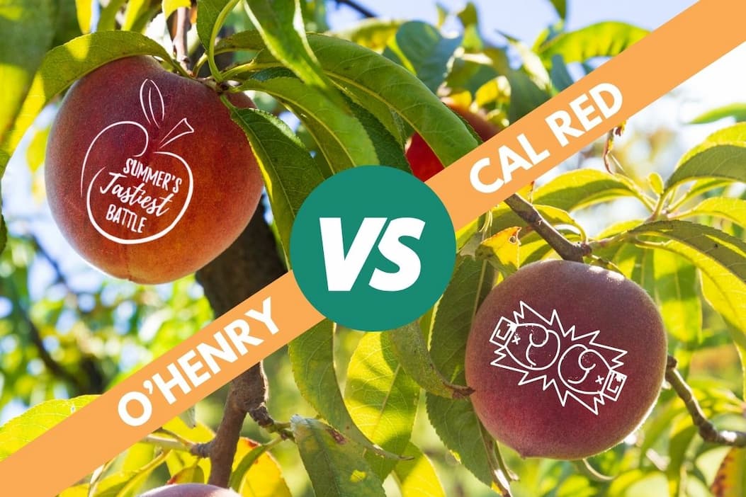 Organic Cal Red and O'Henry Peaches