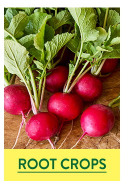 Root Crop Seeds