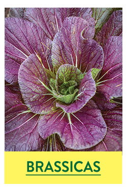 Brassica Seeds and Plants